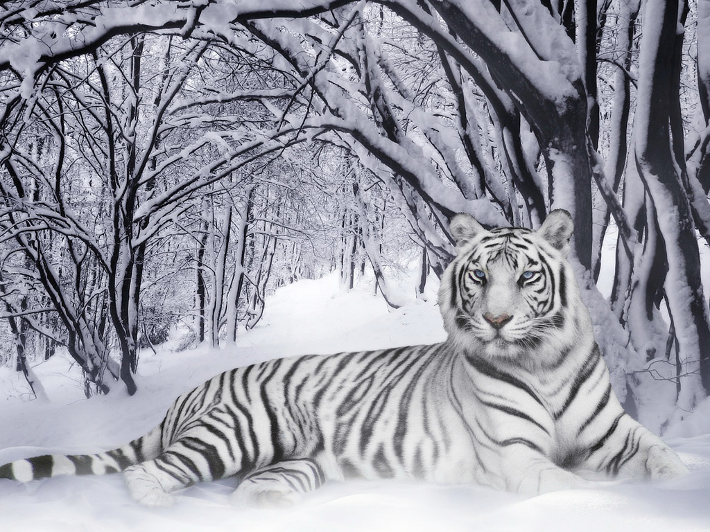 White_Tiger.jpg